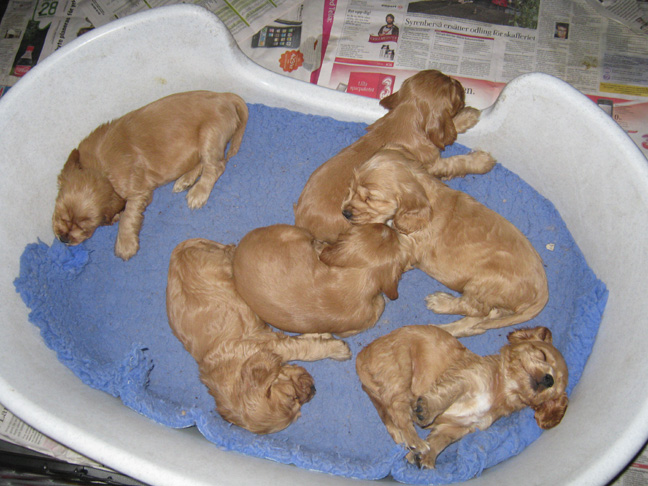Dragongrdens Kennel